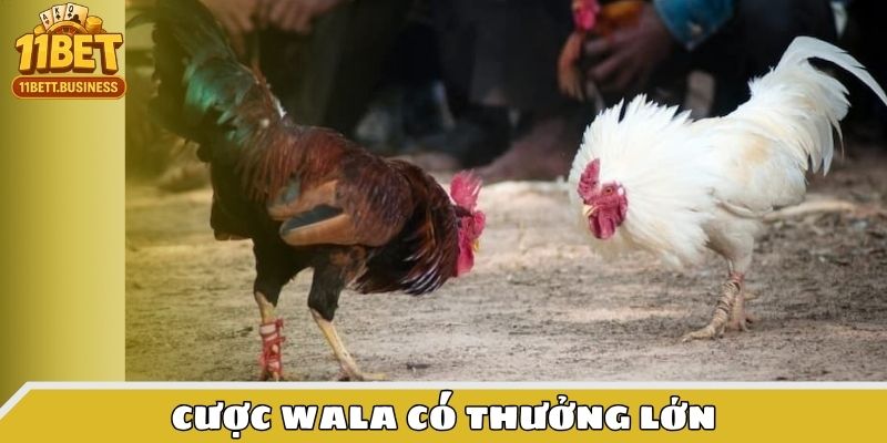 Cược Wala có thưởng lớn