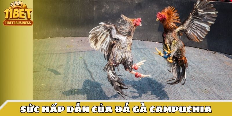 Sức hấp dẫn của đá gà campuchia